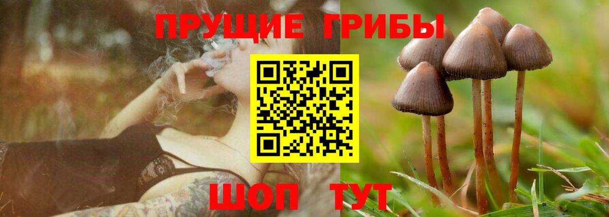 Галлюциногенные грибы Psilocybe Обь